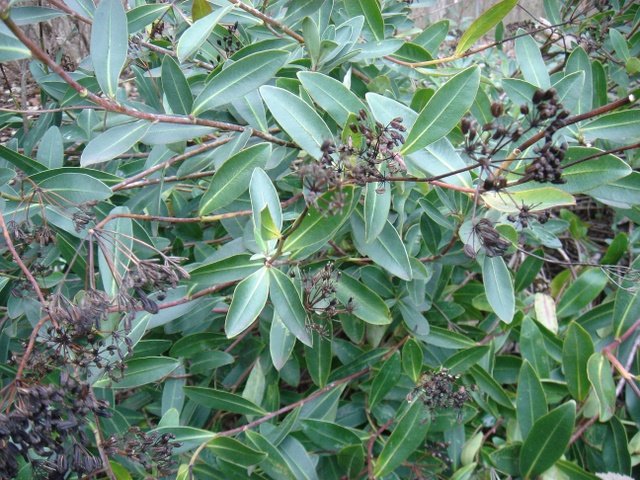 Bupleurum fruticosum P1D (2)
